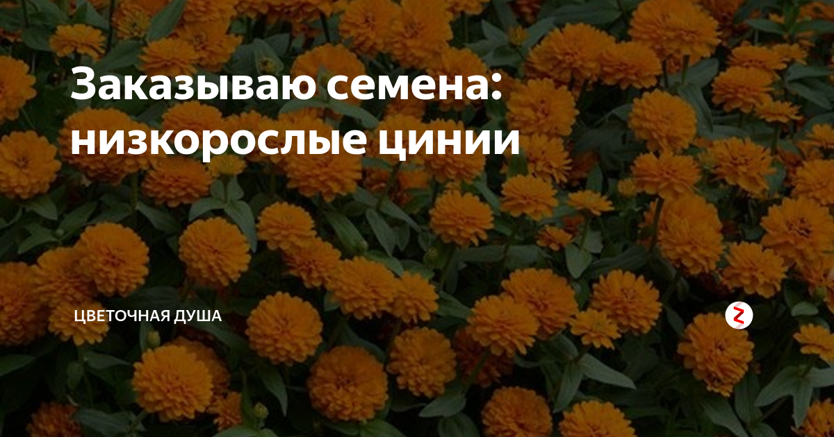 Заказываю семена: низкорослые цинии | В окружении цветов. | Дзен
