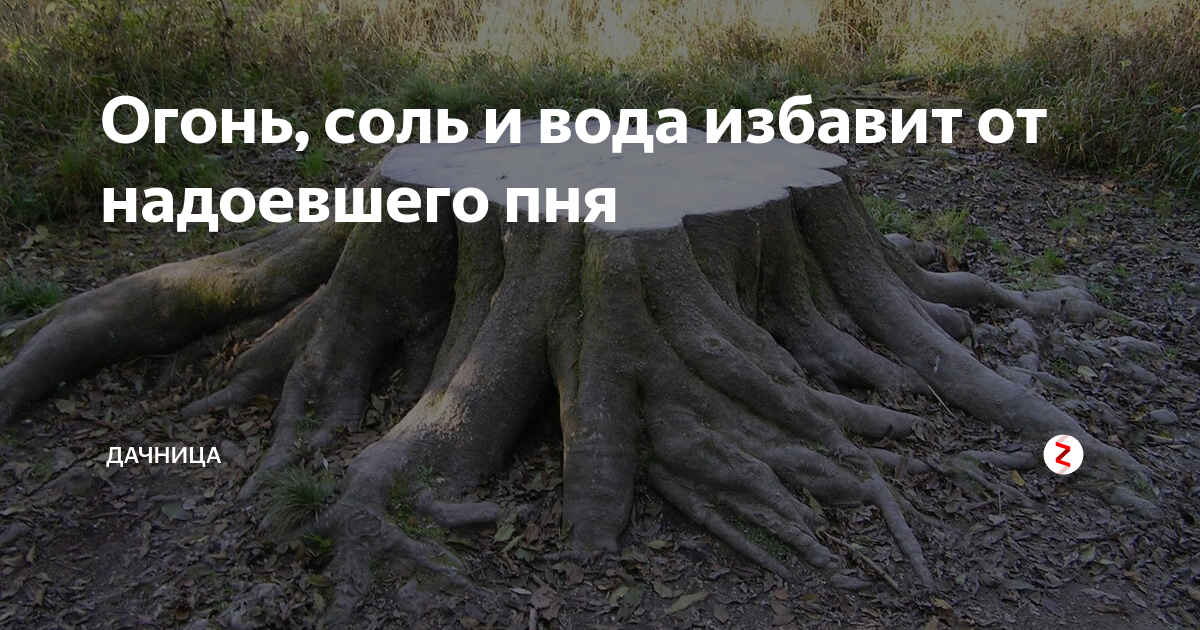 Побег от пня 7 букв. Как избавиться от пеньков деревьев без корчевания.