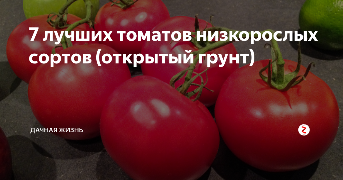7 лучших томатов низкорослых сортов (открытый грунт) | Дачная жизнь | Дзен