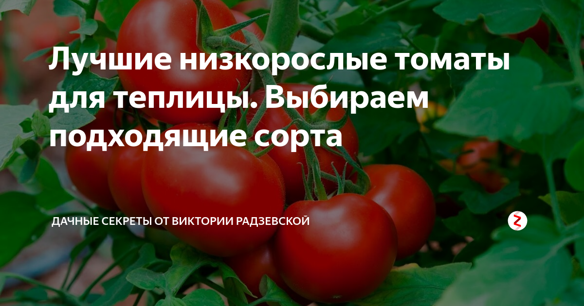Низкорослые сорта томатов для теплицы. Низкорослые томаты для теплицы лучшие сорта. низкорослые помидоры в теплице самые урожайные. низкорослые сорта томатов для теплицы урожайные сорта.