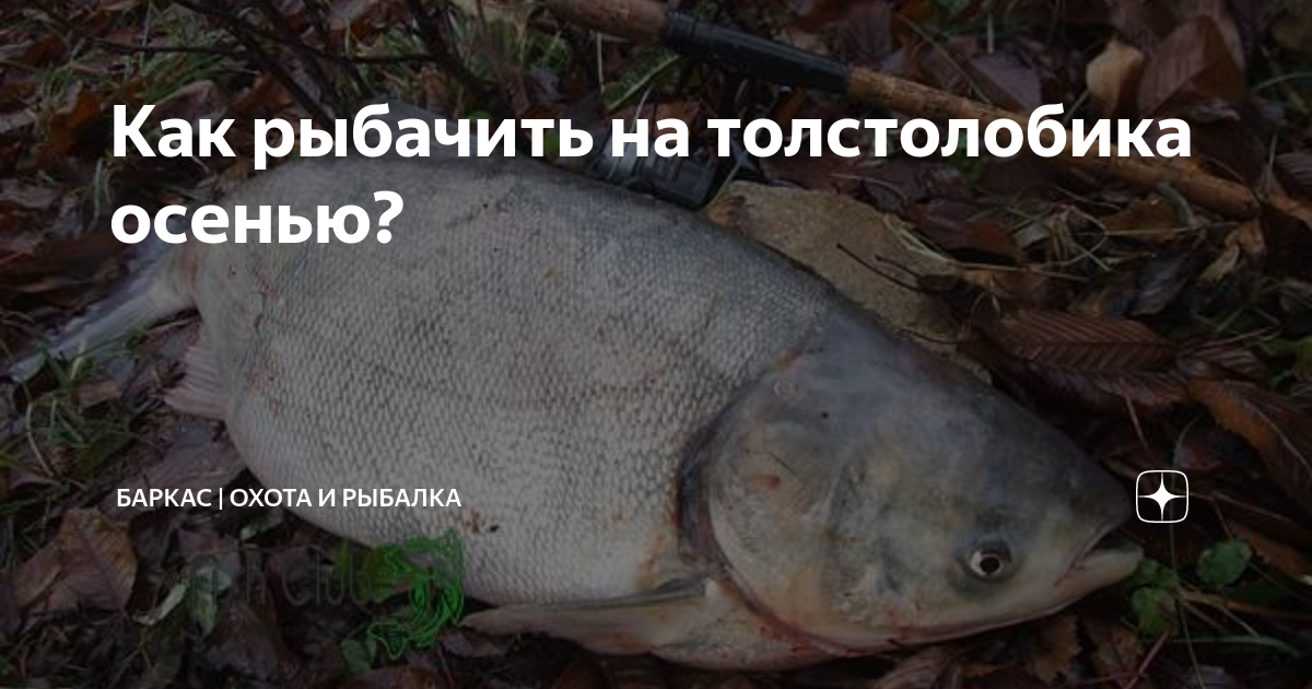 Как рыбачить на толстолобика осенью? | Баркас | Охота и Рыбалка | Дзен
