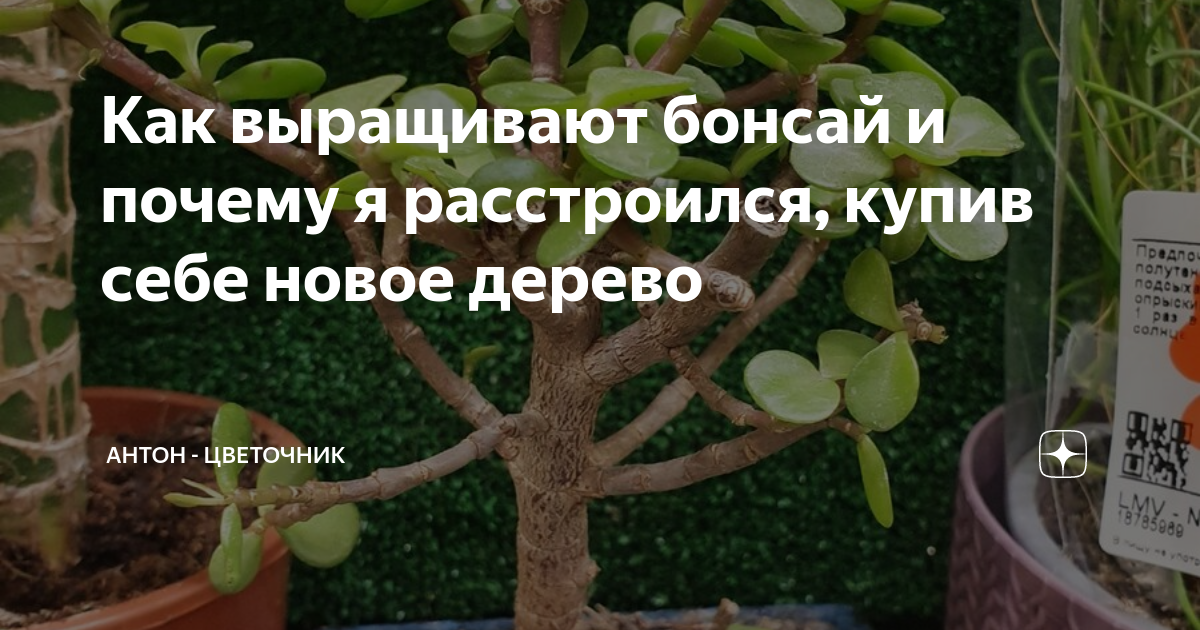 Как выращивают бонсай и почему я расстроился, купив себе новое дерево ...