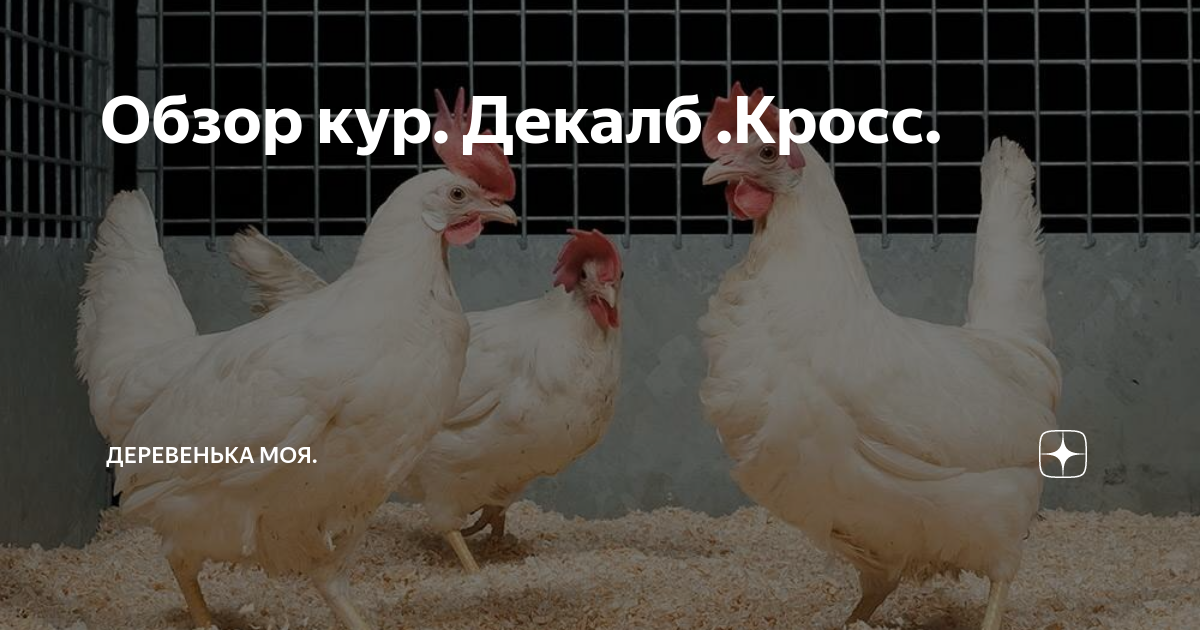 Декалб порода кур описание отзывы