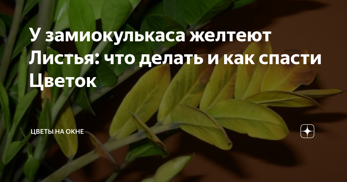 Почему у замиокулькаса пожелтели листья: причины и как спасти денежное дерево