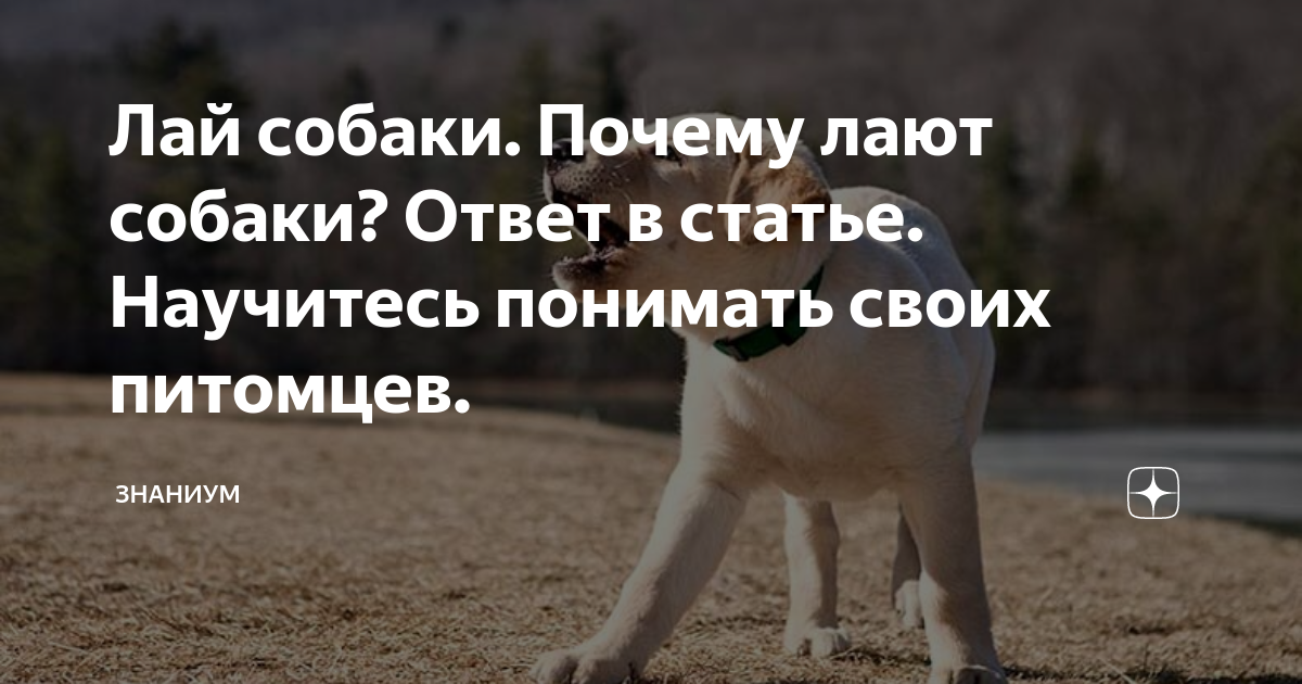 Дальний лай собак: особенности и преимущества назывного предложения