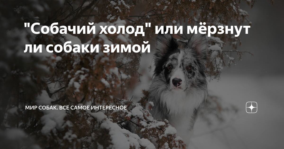 "Собачий холод" или мёрзнут ли собаки зимой | МИР СОБАК. Всё самое ...