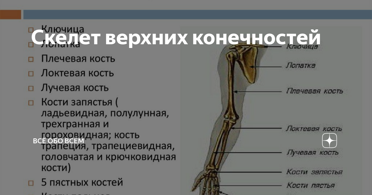 Скелет задних конечностей состоит из. Скелет верхней конечности. Пояс верхних конечностей состоит. Функции скелета верхних конечностей. Скелет свободной верхней конечности состоит.