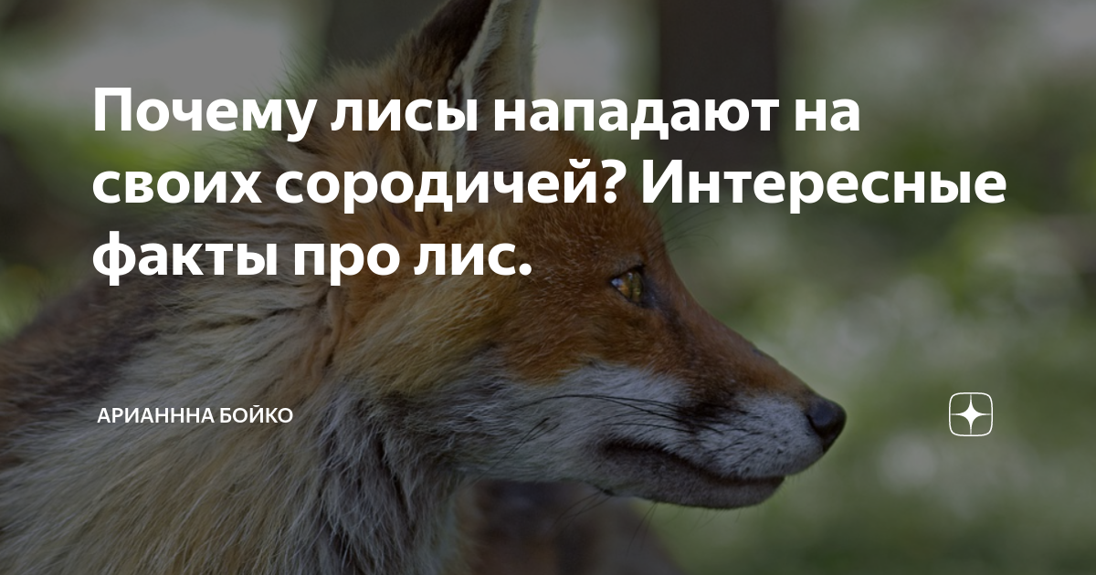 Почему лиса почему а