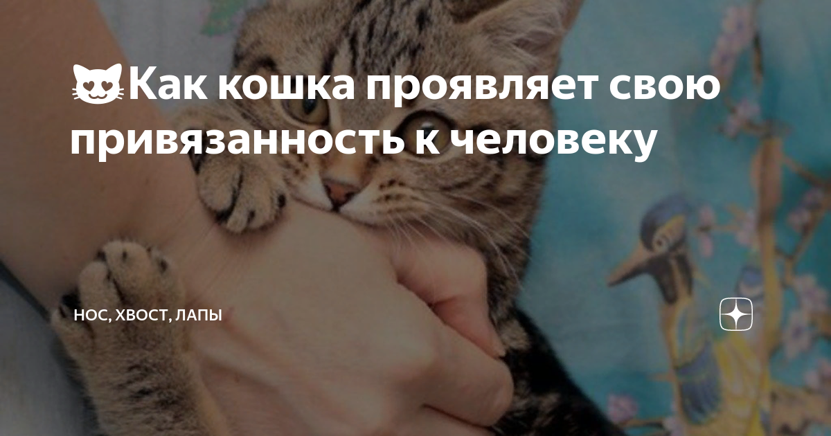 Как кошки проявляют. Привязанность кота. Кошка проявляет дружелюбие. Котик которого обвиняют. Attention Cat.