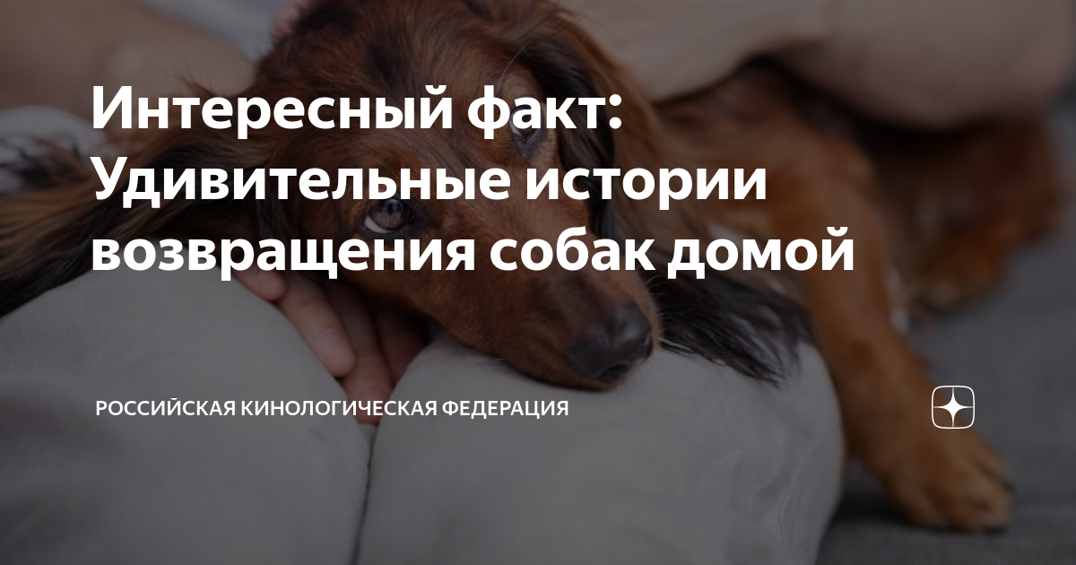 Удивительная способность собаки: она может найти пропавшего на километры