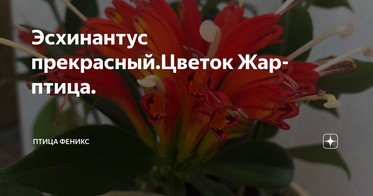 Комнатные цветы жар птица фото