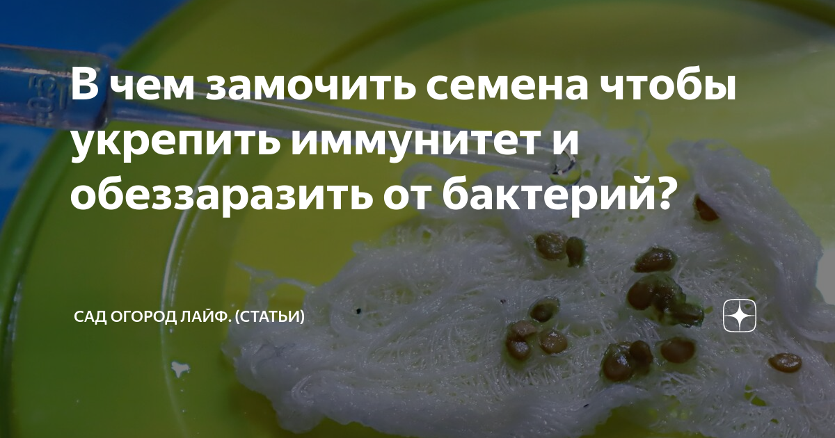 В чем замочить семена чтобы укрепить иммунитет и обеззаразить от ...