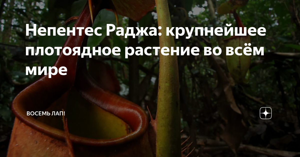 Непентес Раджа: крупнейшее плотоядное растение во всём мире | Восемь ...