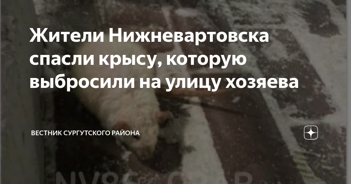 Изложение как спасали крысу 6 класс план