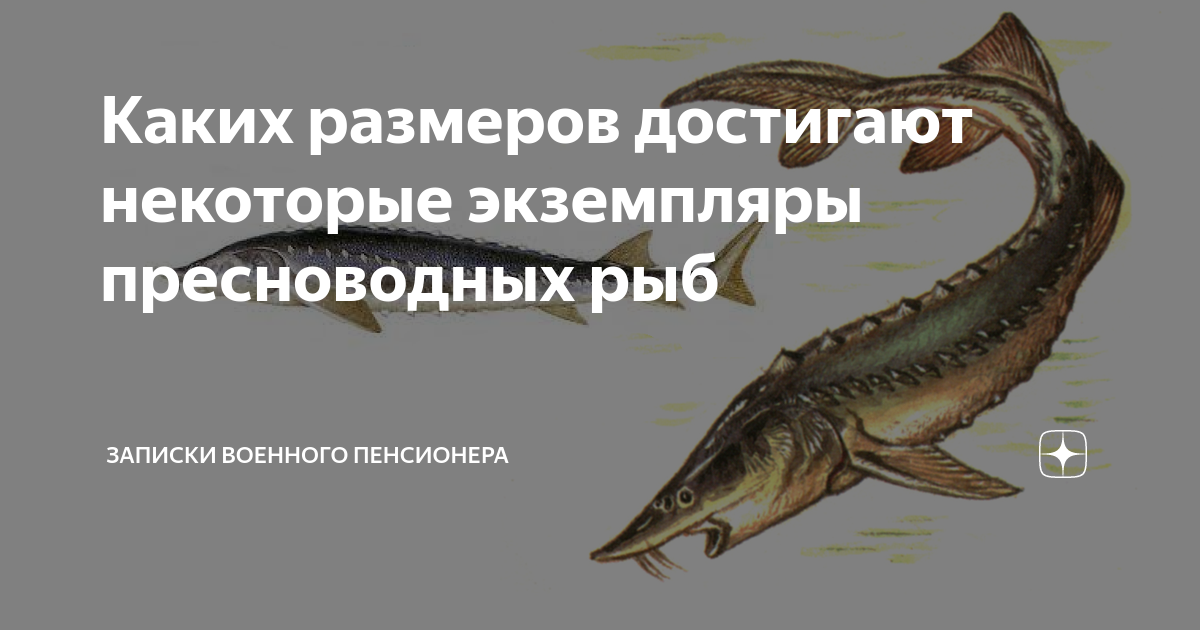 Каких размеров они достигают. Каких размеров они достигают