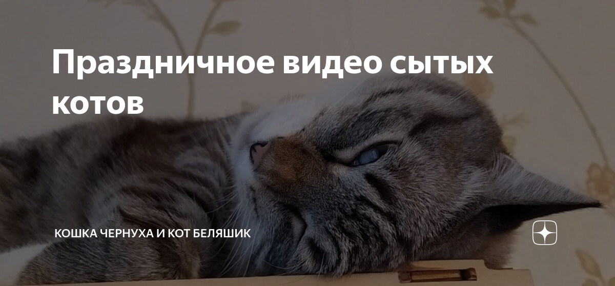 Кошка чернуха и беляшик дзен. Кошка чернуха и кот беляшик. Кошка чернуха и беляшик дзен. Кошка чернуха и беляшик дзен. Чернуха и беляшик.