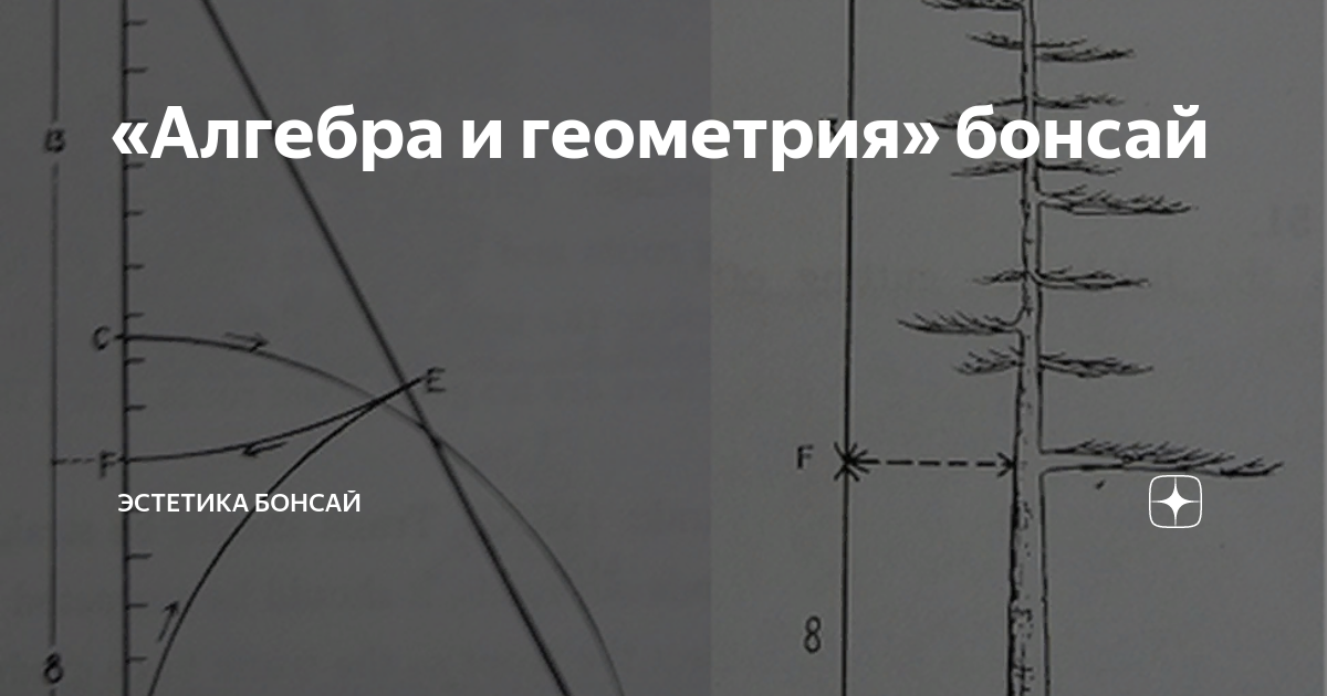 «Алгебра и геометрия» бонсай | Эстетика бонсай | Дзен