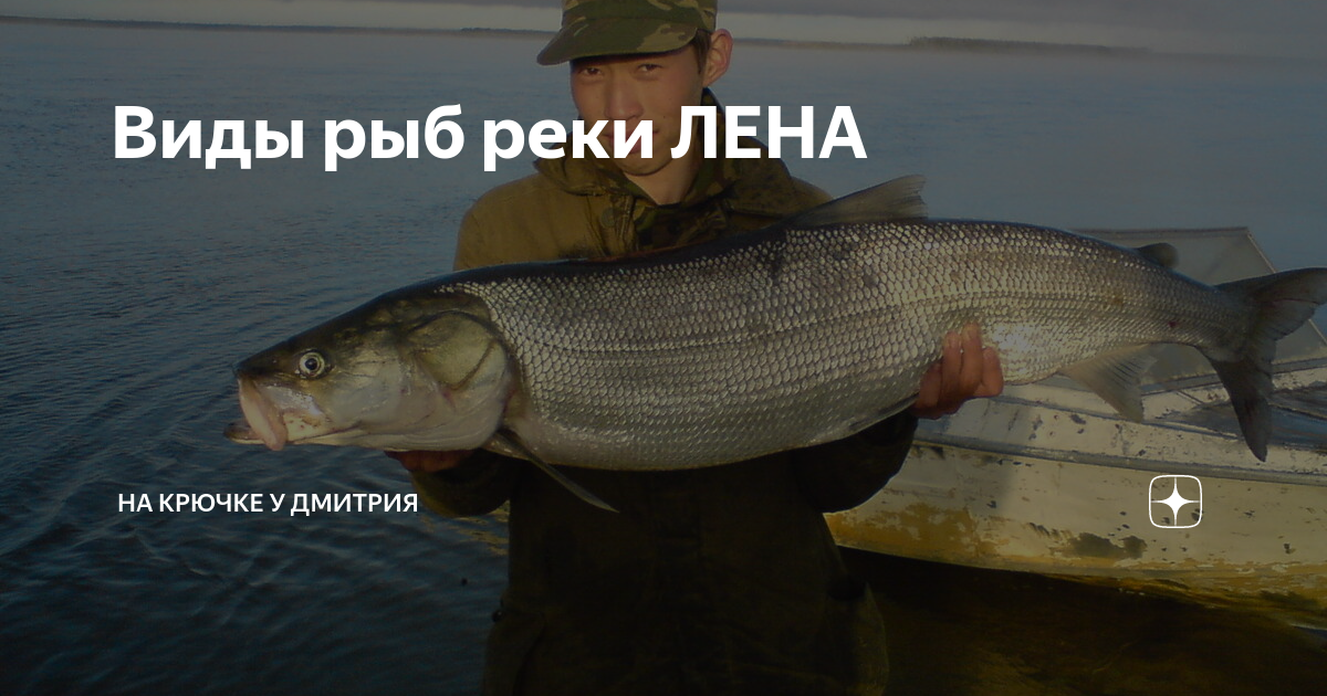 Виды рыб реки ЛЕНА | На КРЮЧКЕ у ДМИТРИЯ | Дзен