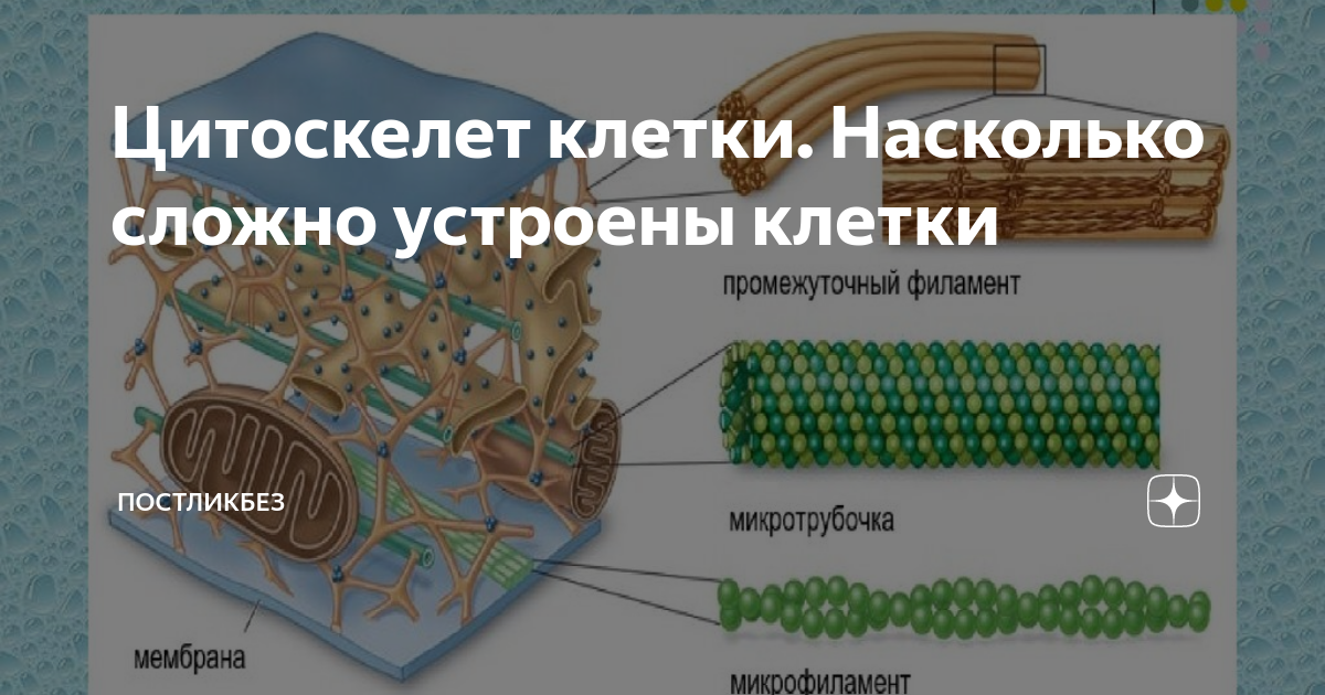 Цитоскелет клетки. Насколько сложно устроены клетки | НЕФИЛОСОФ | Дзен