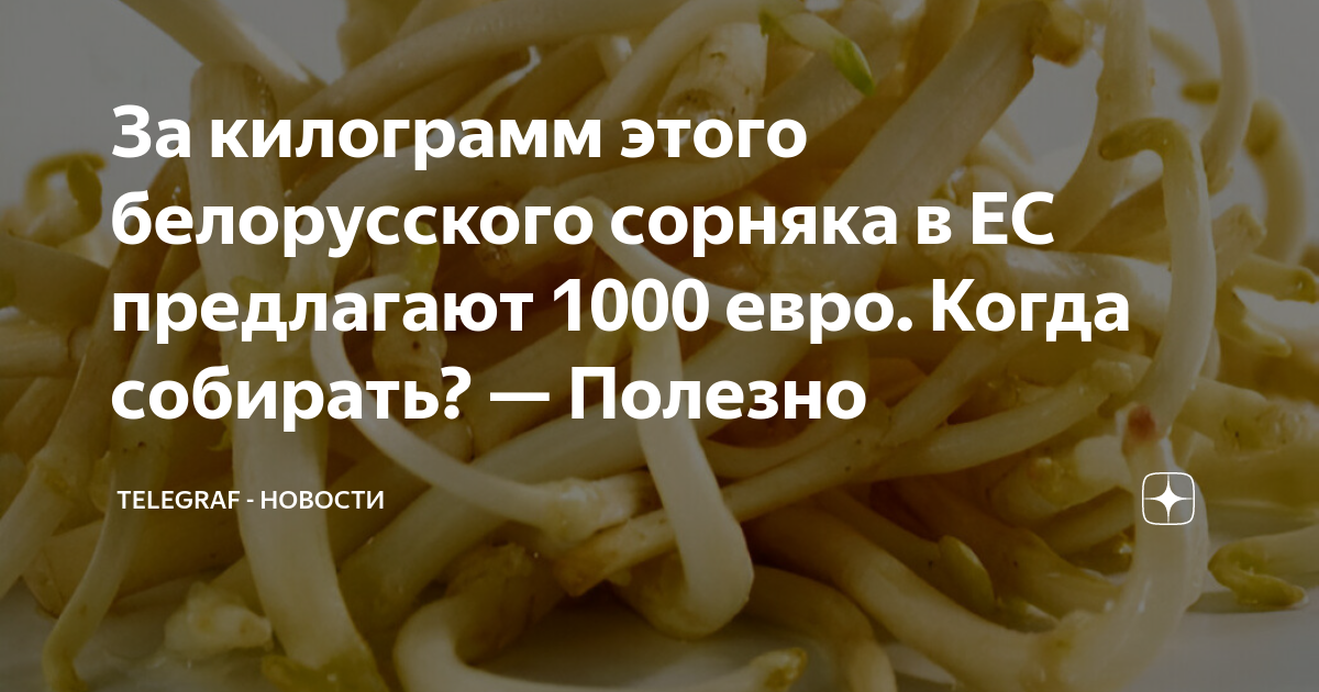 За килограмм этого белорусского сорняка в ЕС предлагают 1000 евро ...