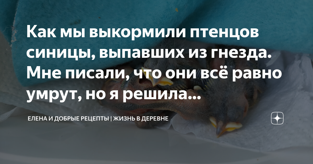 Как мы выкормили птенцов синицы, выпавших из гнезда. Мне писали, что ...