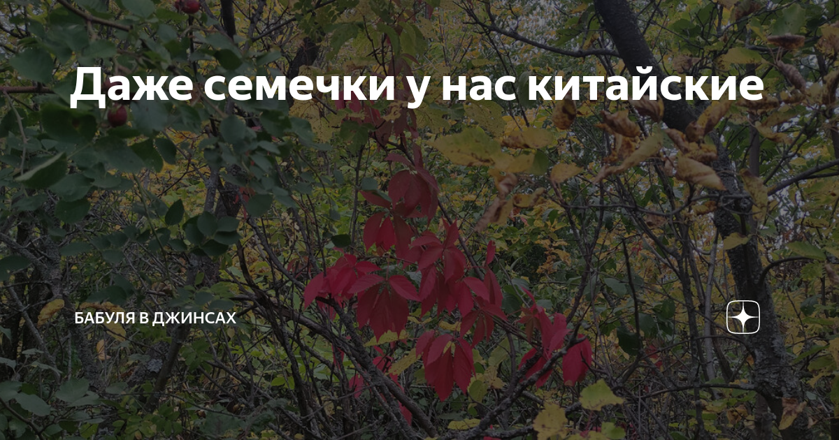 Даже семечки у нас китайские | Бабуля в джинсах | Дзен