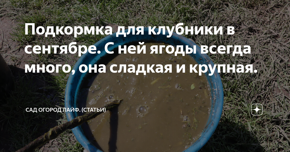 Подкормка для клубники в сентябре. С ней ягоды всегда много, она ...