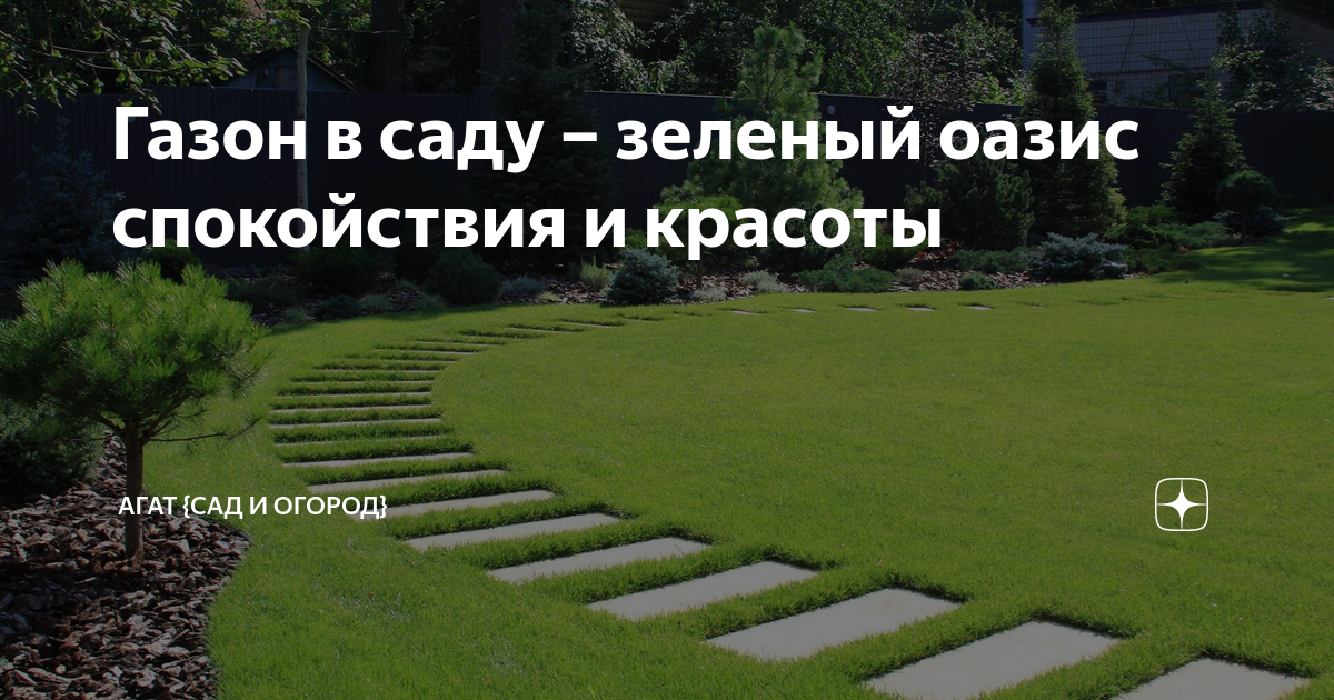 Газонная трава – когда сажать газон на даче, как правильно это делать?