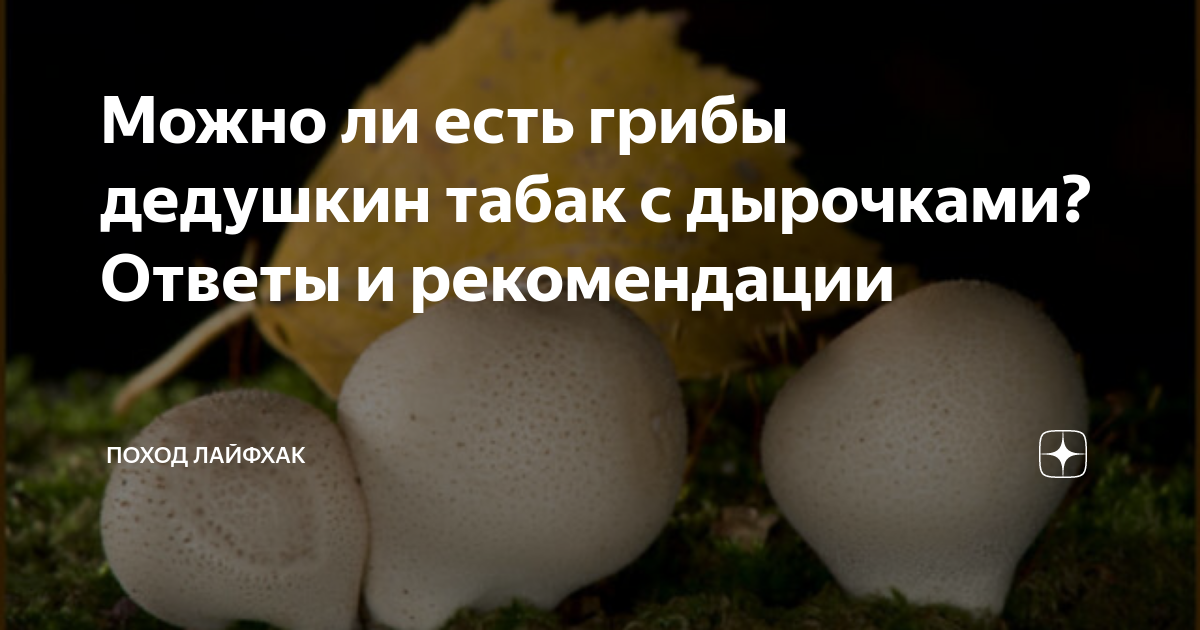 Дождевик настоящий (Lycoperdon perlatum) фото и описание