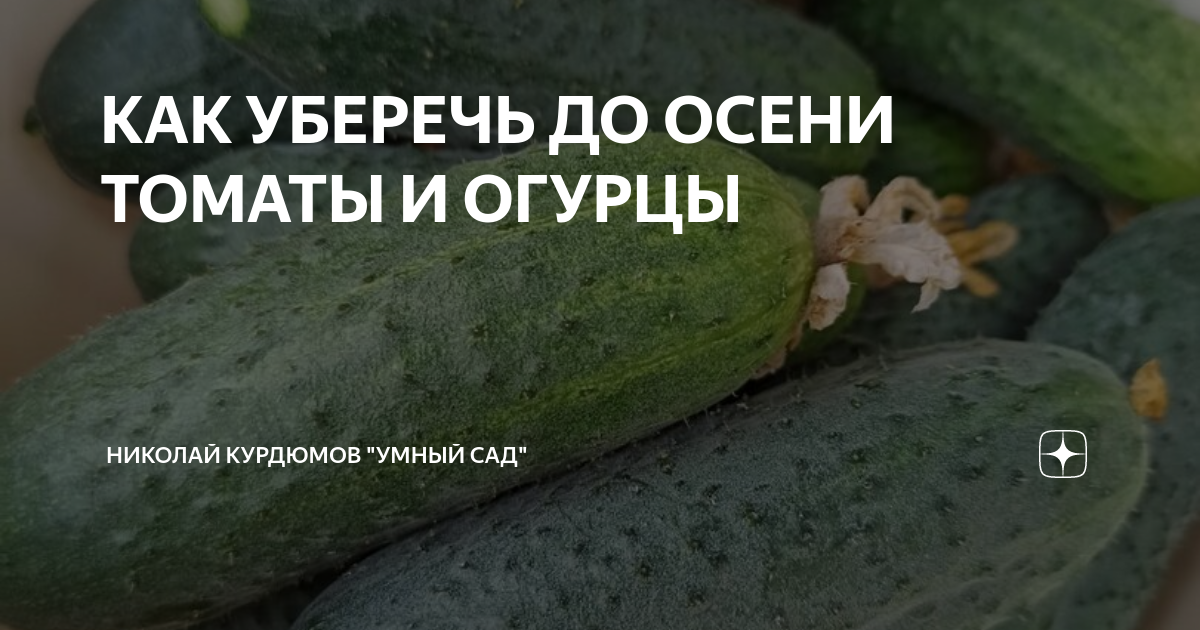 КАК УБЕРЕЧЬ ДО ОСЕНИ ТОМАТЫ И ОГУРЦЫ | Николай Курдюмов "УМНЫЙ САД" | Дзен