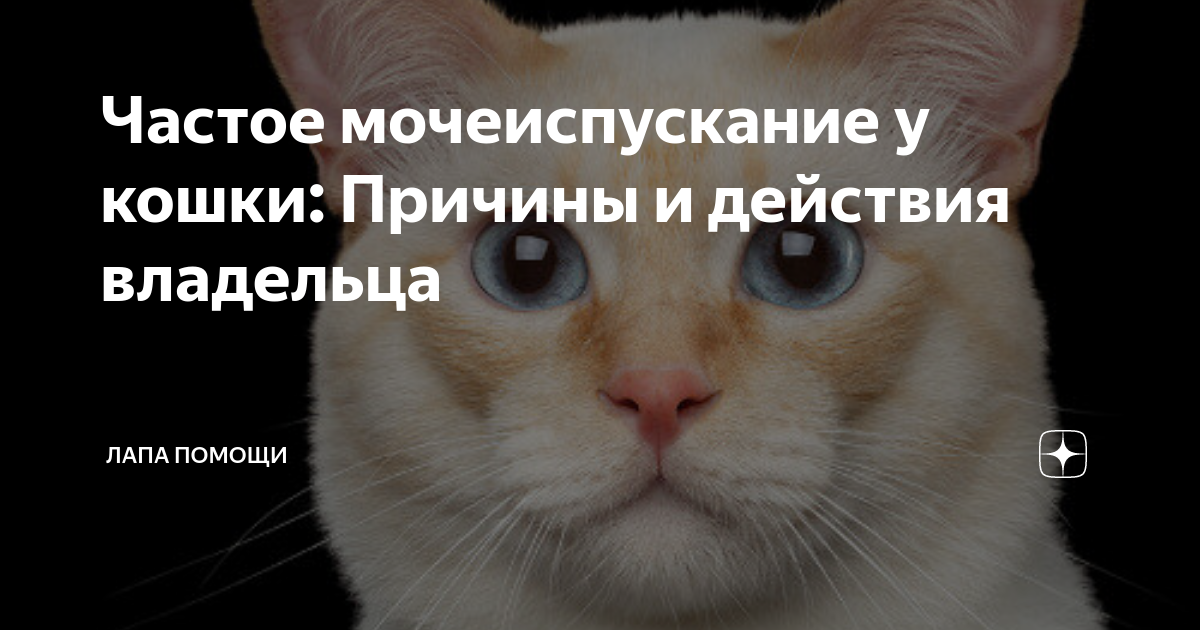 Частое мочеиспускание у кошки: причины и что делать владельцу