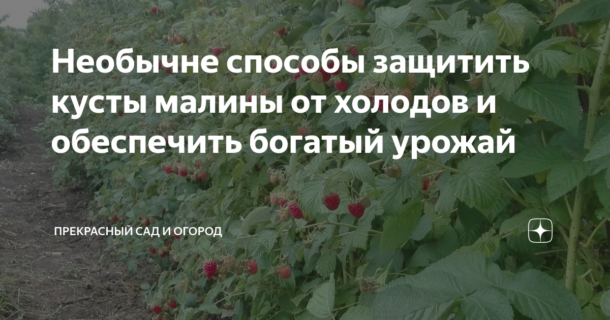 Заготавливаем кусты на зиму