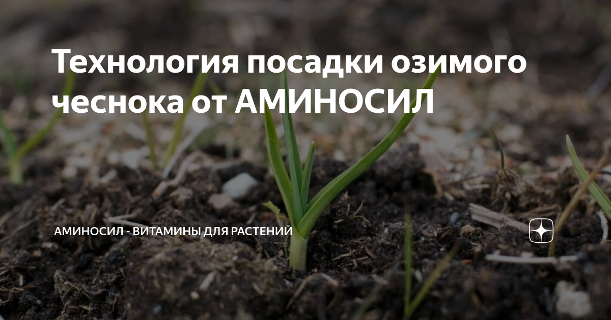 Технология посадки чеснока Технология посадки чеснока