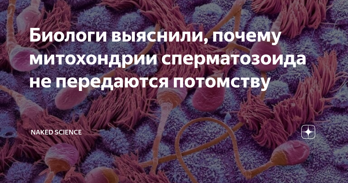 Роль митохондрий сперматозоидов в возникновении и развитии мужского бесплодия