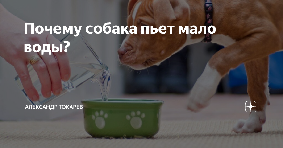 Почему собака не ест не пьет. Почему собака не ест не пьет