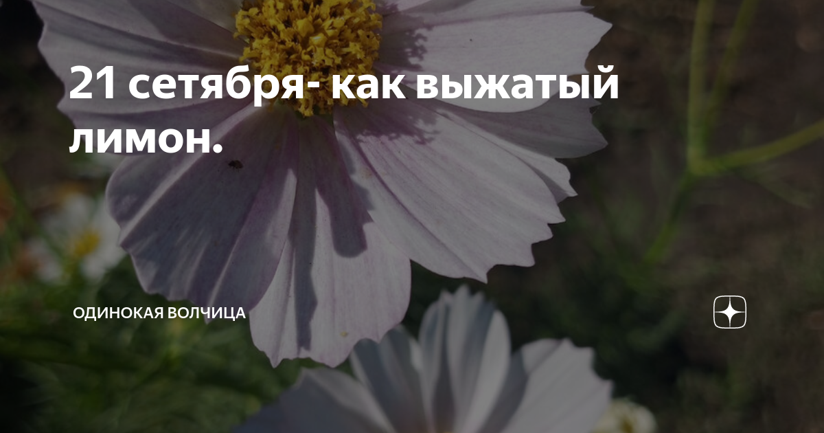 21 сетября- как выжатый лимон. | ОДИНОКАЯ ВОЛЧИЦА | Дзен