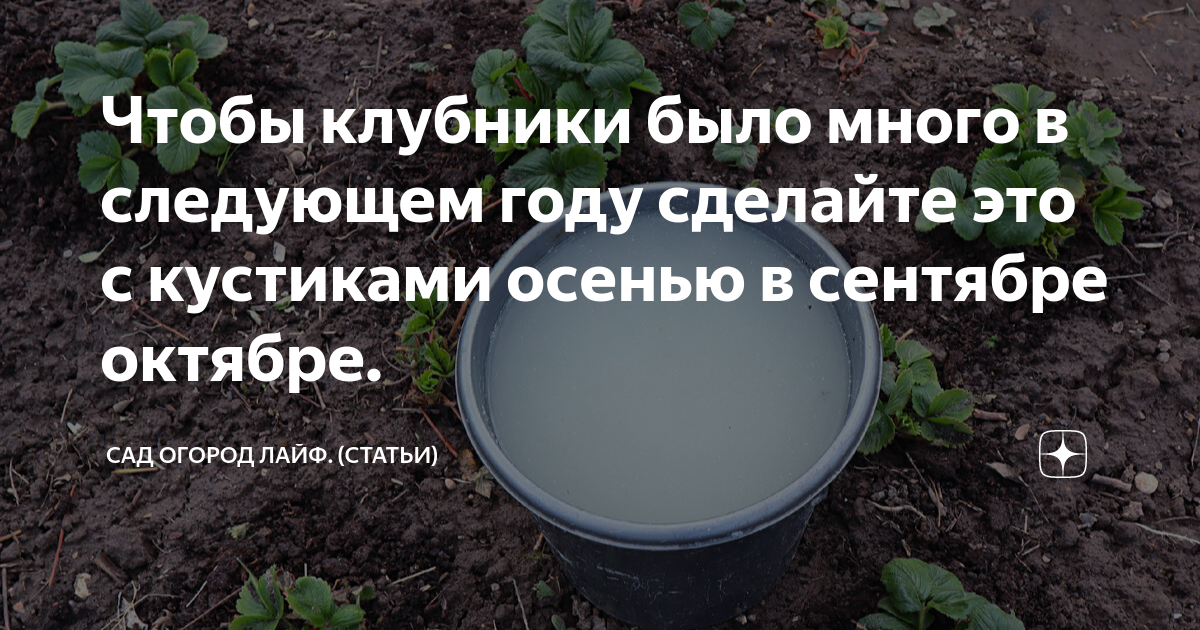 Чтобы клубники было много в следующем году сделайте это с кустиками ...