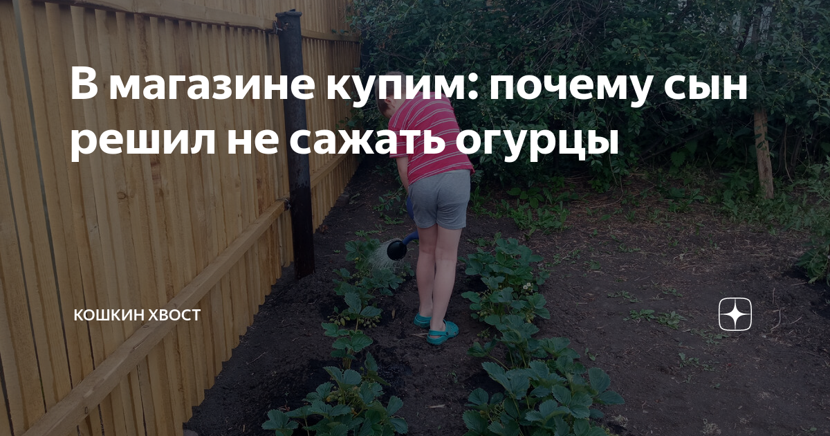 В магазине купим: почему сын решил не сажать огурцы | Кошкин хвост | Дзен