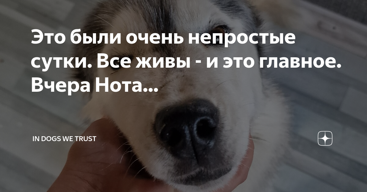 Это были очень непростые сутки. Все живы - и это главное. Вчера Нота ...