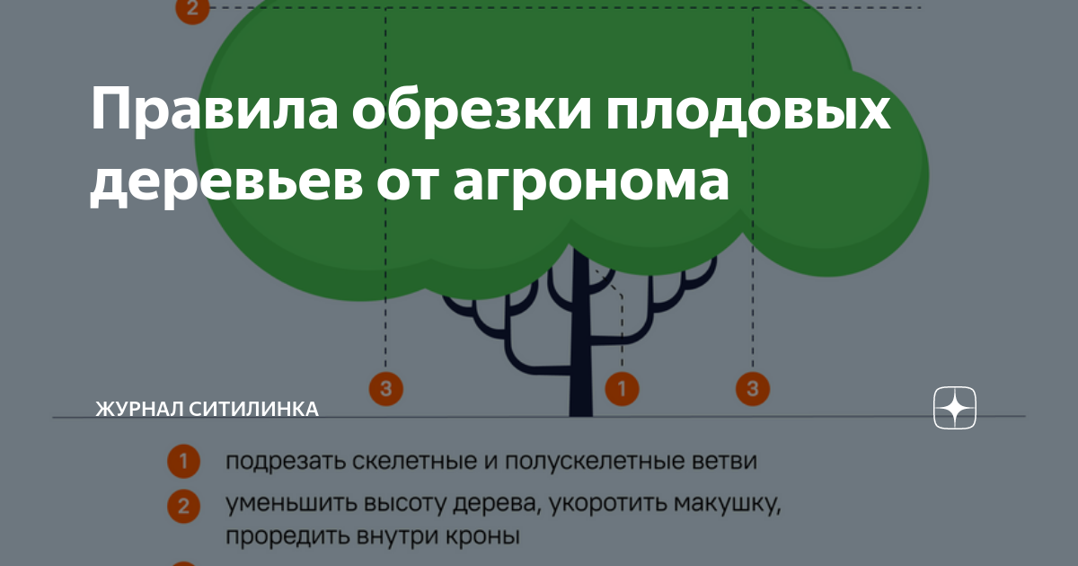 Правила обрезки плодовых деревьев от агронома | Журнал Ситилинка | Дзен