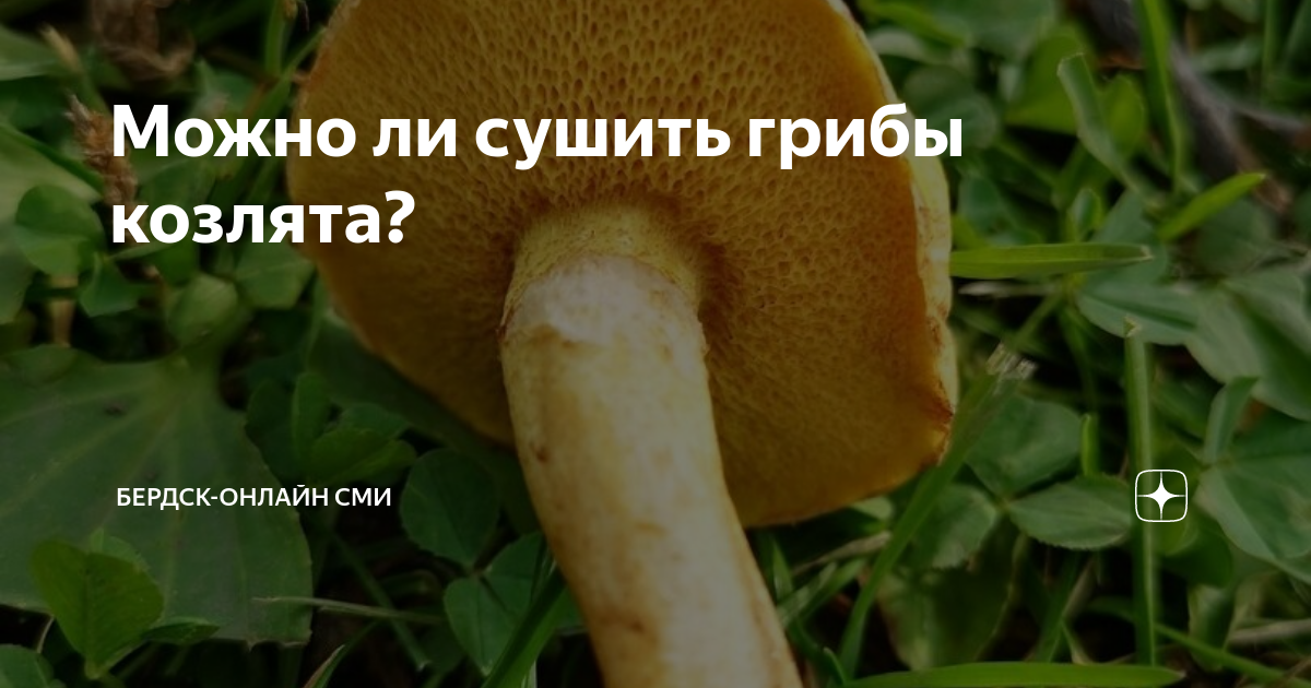 Козляк, или сухой масленок (Suillus bovinus)