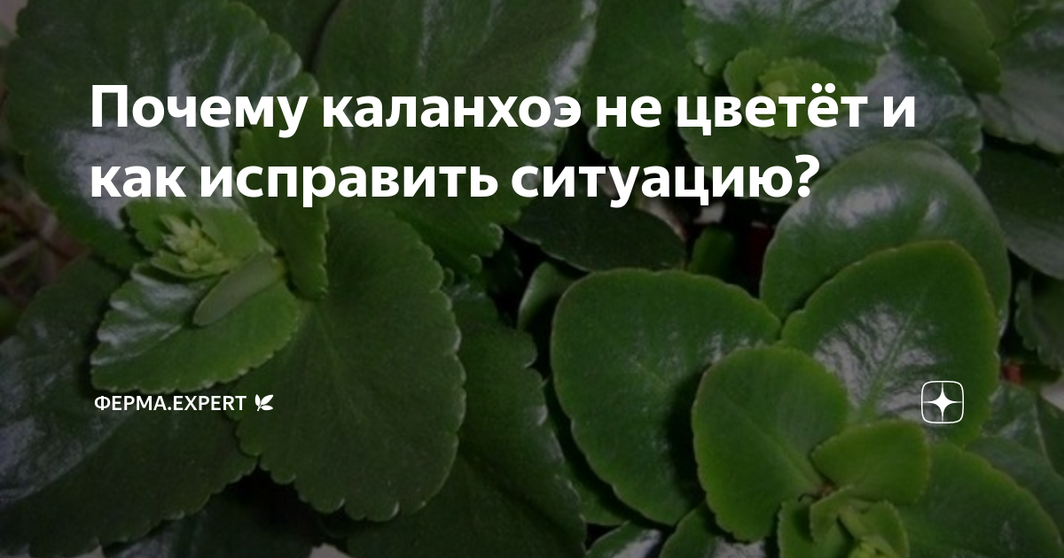 Каланхоэ в домашних условиях: как разводить и ухаживать, чтобы растение пышно цвело