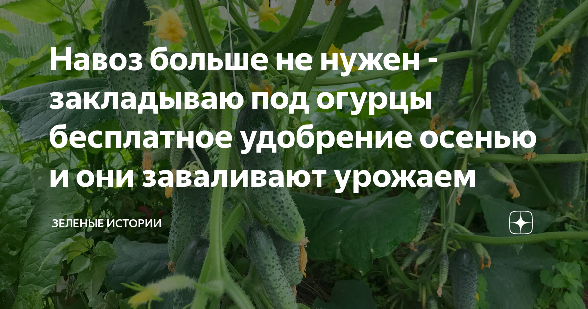 Навоз больше не нужен - закладываю под огурцы бесплатное удобрение ...