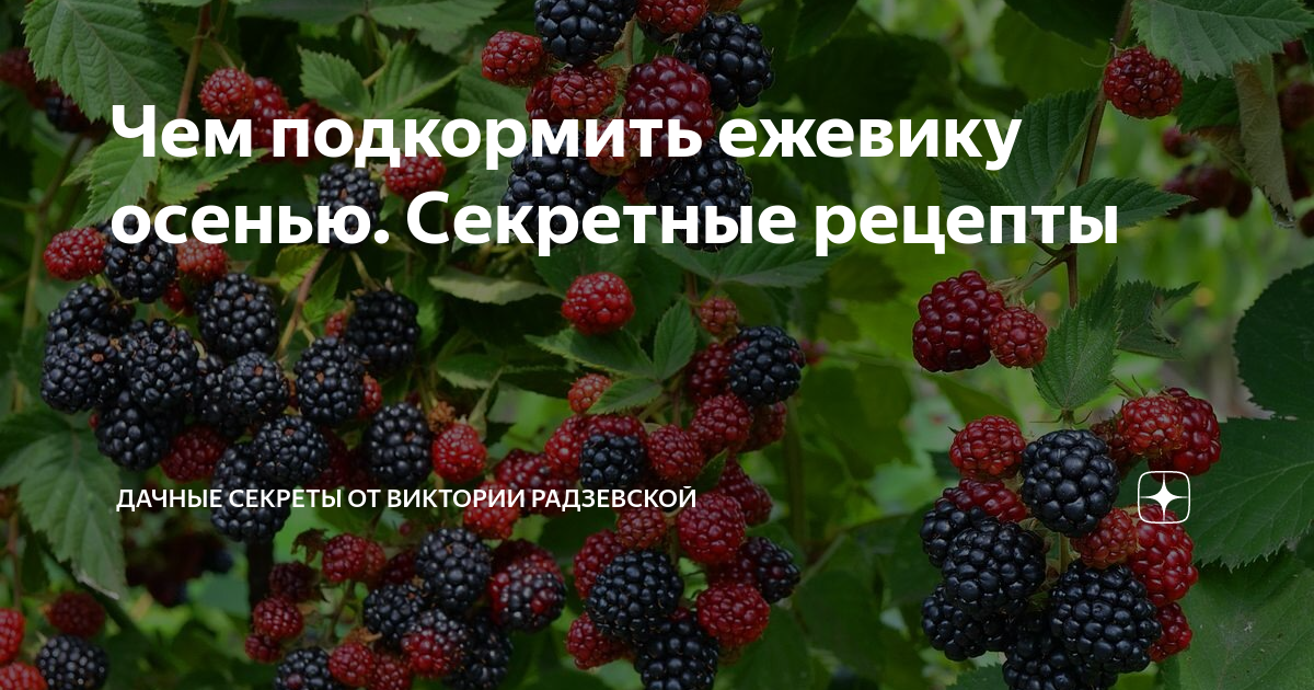 Чем подкормить ежевику в августе. Удобрение для ежевики. Подкормка ежевики. Чем подкормить ежевику. Чем подкормить ежевику весной.