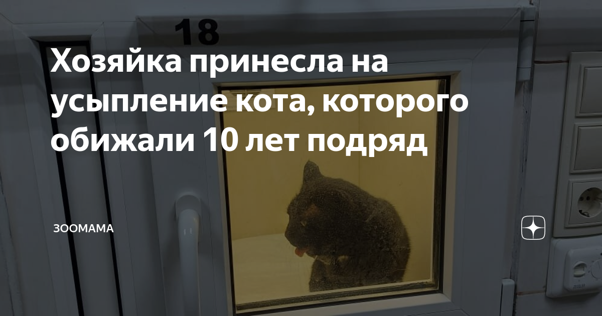 Хозяйка принесла на усыпление кота, которого обижали 10 лет подряд ...