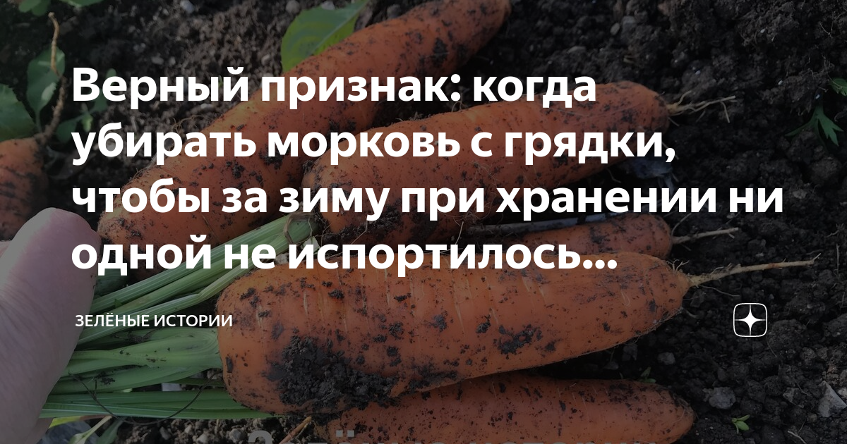 Как убрать морковь на хранение