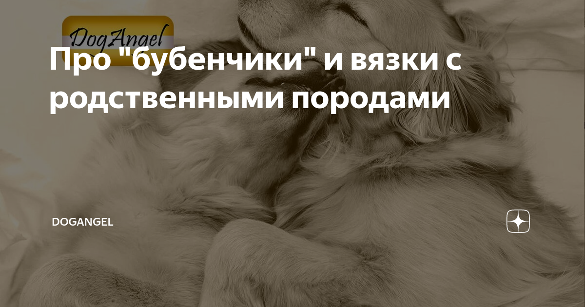 Про "бубенчики" и вязки с родственными породами | DogAngel | Дзен