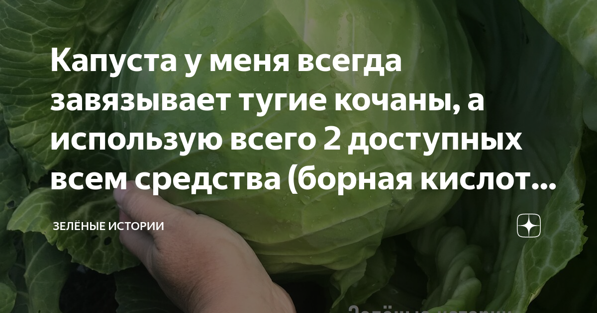 Капуста у меня всегда завязывает тугие кочаны, а использую всего 2 ...