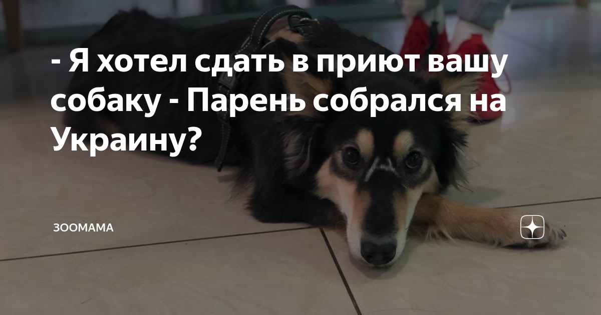 - Я хотел сдать в приют вашу собаку - Парень собрался на Украину ...