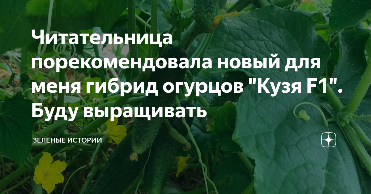 Читательница порекомендовала новый для меня гибрид огурцов "Кузя F1 ...